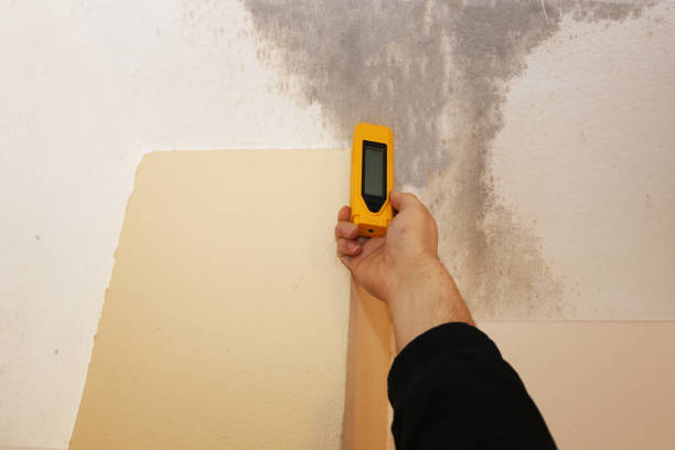 Best Mold Odor Removal Services  in , NE