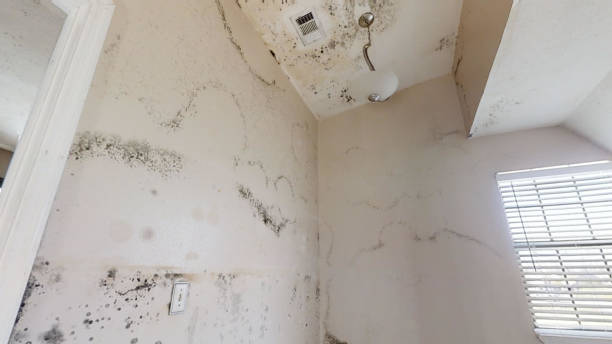 Best Airborne Mold Testing  in , NE