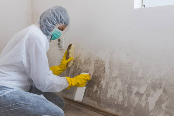 Best Commercial Mold Inspection  in , NE