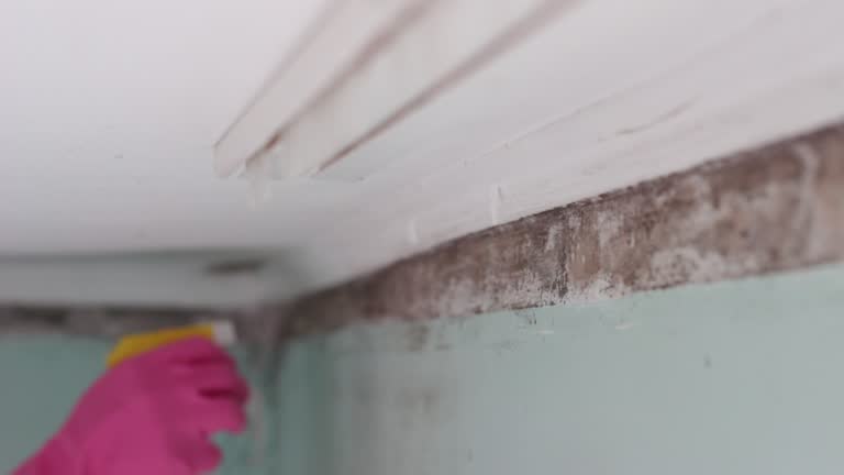 Best Mold Removal for HVAC Installations  in , NE